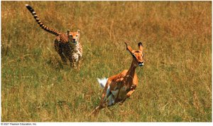 Impala fleeing from cheetah