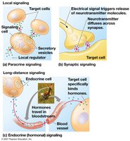 Local and long-distance cell signaling