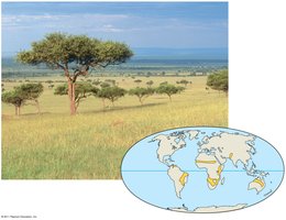 Savanna biome and its global distribution