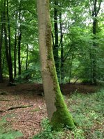 Microclimate example: moss on a tree in a forest