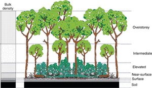 Vertical layering in a forest biome