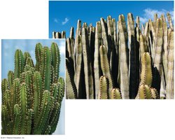 Cactus and euphorb: convergent evolution in deserts