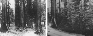 Yosemite forest before and after fire suppression