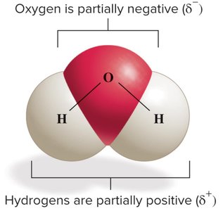 Space-filling model of water showing partial charges