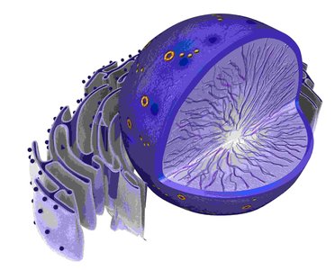 Diagram of the endoplasmic reticulum