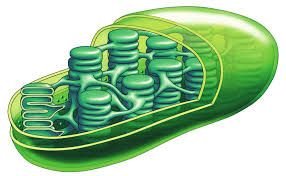 Diagram of the Golgi apparatus