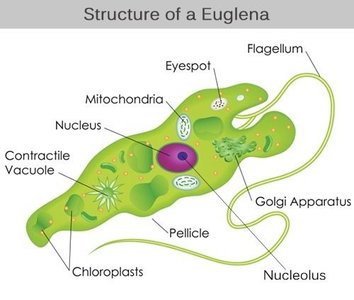 Diagram of a plant cell