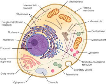 Diagram of a euglena with contractile vacuole