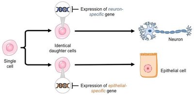 Diagram showing cell differentiation into neuron and epithelial cell