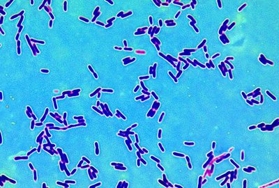 Microscopic image of bacteria