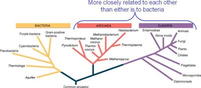Phylogenetic tree showing relationships among Bacteria, Archaea, and Eukarya