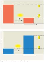Graphs comparing exergonic and endergonic reactions