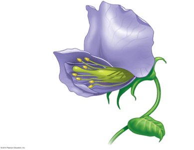 Diagram of a pea flower showing reproductive organs