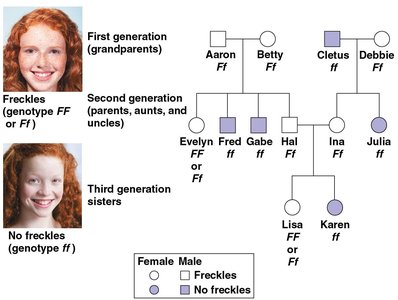 Pedigree chart showing inheritance of freckles