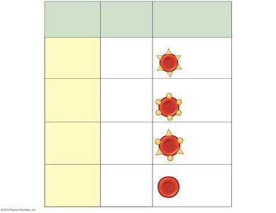 Table of ABO blood groups and genotypes