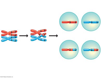 Crossing over and recombinant gametes