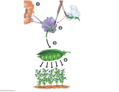 Steps in Mendel's pea cross experiment