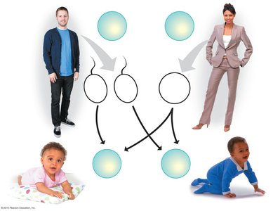 Diagram of human sex chromosomes and inheritance