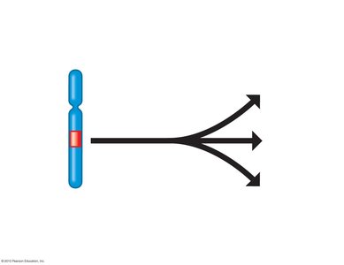 Diagram showing pleiotropy: one gene, multiple phenotypes