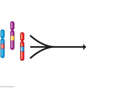Diagram showing polygenic inheritance: multiple genes, single phenotype