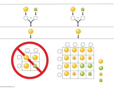 Punnett square for dihybrid cross showing independent assortment