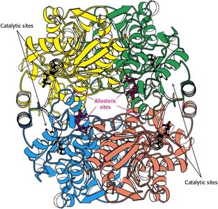 Allosteric sites on PFK