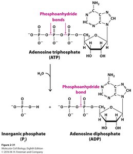 ATP hydrolysis to ADP and AMP