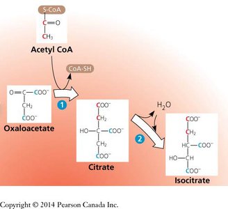 Citrate formation in the citric acid cycle