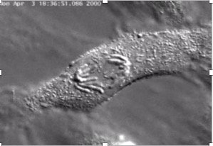 Eukaryotic cell division