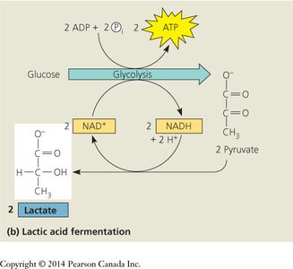 Lactic acid fermentation pathway