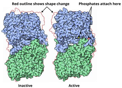 Inactive and active forms of a protein showing shape change and phosphate attachment