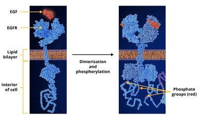 EGFR dimerization and phosphorylation upon EGF binding