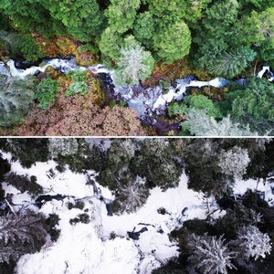 Seasonal changes in a forest landscape