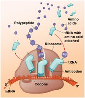 tRNA structure and function in translation