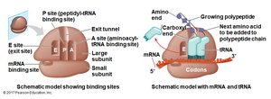 Ribosome binding sites: A, P, and E
