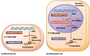 Comparison of gene expression in prokaryotes and eukaryotes