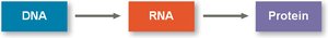 Central dogma: DNA to RNA to Protein