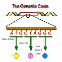 The genetic code: three bases code for one amino acid