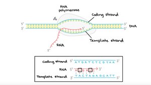 Transcription: template and coding strands