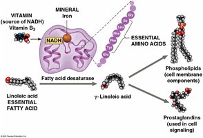 Diagram showing essential nutrients including amino acids, fatty acids, vitamins, and minerals