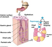 Stomach gland cells and gastric juice production