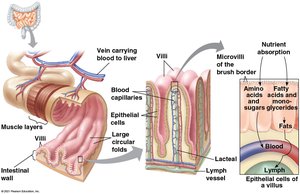 Nutrient absorption in the small intestine