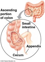 Colon, cecum, and appendix in human digestive system