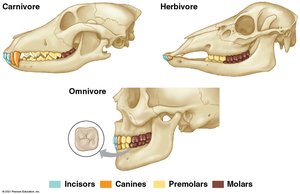Dentition in carnivores, herbivores, and omnivores