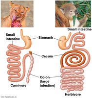 Comparison of carnivore and herbivore digestive tracts