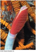 Giant tubeworm with mutualistic bacteria