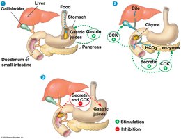 Hormonal regulation of digestion