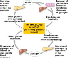 Glucose homeostasis cycle
