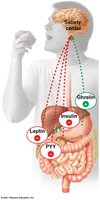 Hormonal regulation of appetite and satiety
