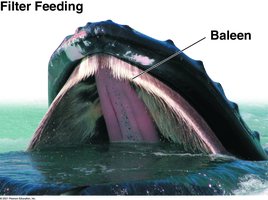 Baleen whale filter feeding